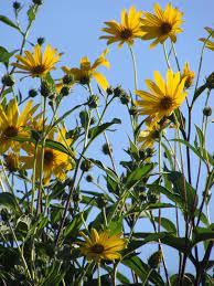 Maybe you would like to learn more about one of these? Jerusalem Artichokes Koanga Institute