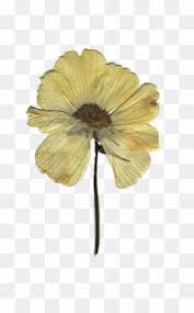 Transparent Withered Flowers Png Pressed Flower Craft Clipart Transparent Flowers Pressed Flowers Pressed Flower Crafts