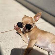 Chihuahua Lovers Community S Instagram Profile Post A Sunny Day Dm Me For Feature Your On My Page Credit Chihuahuapac Chihuahua Instagram