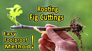 Unlike many plants, which must first have their cuttings rooted in water or starter soil, bamboo cuttings can immediately be planted in soil and will quickly root themselves. Rooting Fig Cuttings A Foolproof Rooting Method Check The New No Shock Transplant Method Youtube