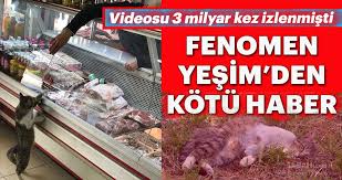 Sosyal Medya Fenomeni Kedi Yesim Den Kotu Haber Var Son Dakika Haberler