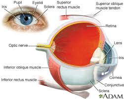 Image result for Coloboma