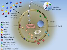 Cryptococcus neoformans is a yeast with a prominent polysaccharide capsule. Virulence Associated Enzymes Of Cryptococcus Neoformans Eukaryotic Cell