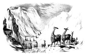 The animals run very fast on the track before reaching the finish line. The Project Gutenberg Ebook Of Exploration Of The Valley Of The Amazon Part Ii Of 2 By Lardner Gibbon