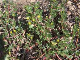 There is a high chance of it self seeding as well. How To Grow Purslane An Edible Weed Dengarden