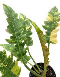 Image result for Triplophyllum subquinquefidum