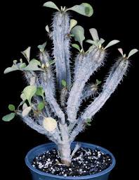 Image result for Euphorbia zambesiana