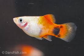 Image result for Platycoryne mediocris