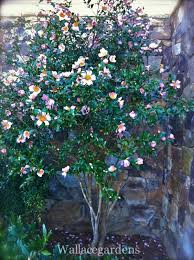 Pin On Garden Sasanqua Camellia