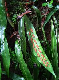 Image result for Loxogramme