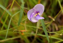 Image result for Vigna vexillata