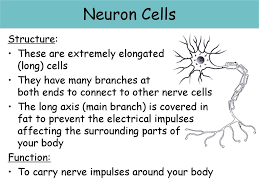 Animal nerve cell structure and function. Ciliated Cell Structure Ppt Download