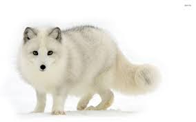 Arctic Fox Wallpapers High Quality Dow 922093 Png Images Pngio We have 77+ amazing background pictures carefully picked by our community. arctic fox wallpapers high quality