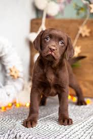 Mom is a ~30 shepherd/cattle dog mix. Chocolate Labrador Kellys Kennels