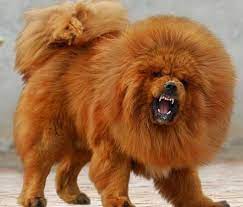 cuddly duddly he is not tibetan mastiff dog tibetan mastiff mastiff dogs