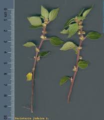 Image result for Parietaria