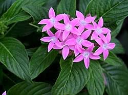 Image result for Pentas bussei
