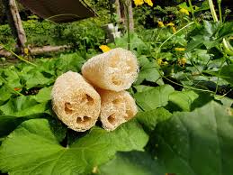 Image result for Luffa
