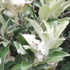Image result for Tarchonanthus camphoratus