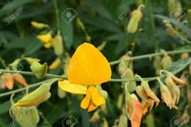 Image result for Crotalaria juncea