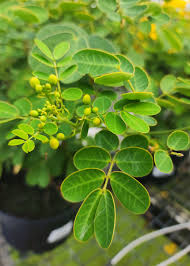 Image result for Senna bicapsularis