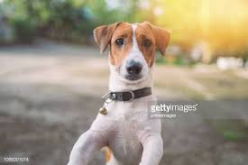 Find jack russell terrier puppies for sale and dogs for adoption. 4 101 Mini Jack Photos And Premium High Res Pictures Getty Images
