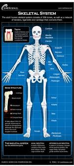This video starts with the basics, and then we'll talk about the specific bones in more detail. Diagram Of The Human Skeletal System Infographic Live Science