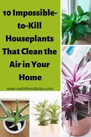 Best Indoor Houseplants For Clean Air Non Toxic Green Living Blogger Board Air Cleaning Plants Houseplants Plants