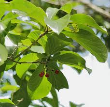 Image result for Cordia mukuensis