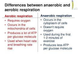 Aerobic Anaerobic Respiration Psychologicalhacksscience Anaerobic Respiration Aerobics Biology Lessons