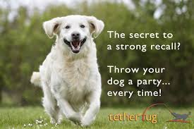 Monitor your dog's reaction to the exercise increase. How To Train Your Dog To Come When Called Every Time Tether Tug