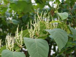 Image result for Fallopia