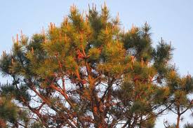 Image result for Pinus rigida