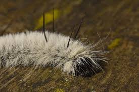 We did not find results for: This Caterpillar Is Pretty Pretty Toxic Be Careful Outdoors Lovers Orillia News
