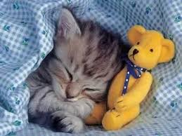 Your sleeping baby kitten stock images are ready. What Causes A Kitten To Sleep A Lot Quora