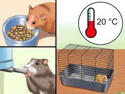 Todeszeitpunkt mittels rigor mortis bestimmen. Deinen Sich Nicht Bewegenden Hamster Behandeln Wikihow