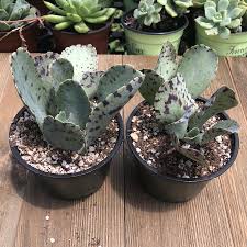 Image result for Kalanchoe marmorata