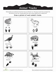 Wild Animal Tracks Worksheet Education Com Animal Tracks Animals Wild Animal Footprints