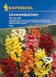 Weitere ideen zu löwenmaul, löwenmäulchen, blumen anbauen. Lowenmaulchen Tip Top Mix Lowenmaulsamen Von Kiepenkerl Samenhaus Samen Samereien
