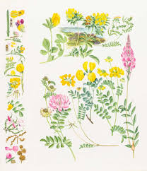 Shop for premium bath & body in premium beauty. Marjorie Blamey Obituary Illustration The Guardian