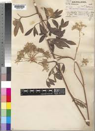 Image result for Physotrichia