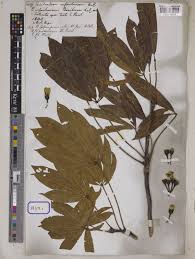 Image result for Sebaea pentandra