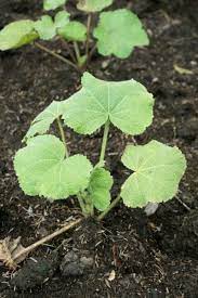 We did not find results for: Tips Information About Hollyhock Gardening Know How