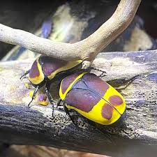 Healthy Sun Beetles For Sale UK (Pachnoda marginata peregrina) | EntoScapes