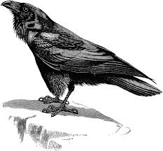 Black And White Ravens Clipart Raven Clipart Etc Raven Bird Raven Crow Art