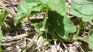 Image result for Cucumis maderaspatanus