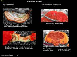 Image result for Pycnospora