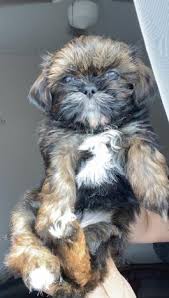 Stunning 6 puppies for sale waiting for the home forever and they coming with microchip, flea and worm treatment and a. Jnhkwynnpzicm