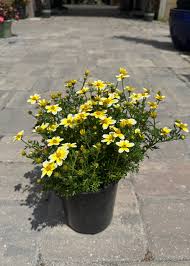 Image result for Bidens