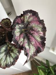 Rex begonias (begonia rex hybrids) are a type of rhizomatous begonia with elaborate, brightly colored leaves. 8 Tips To Demystify Growing Begonias As Houseplants Jack Wallington Garden Design Ltd